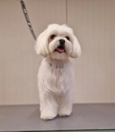 Kundel Bury Strzyżenie i pielęgnacja psów i kotów Agata Stałowska